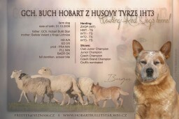 letáček krycí pes